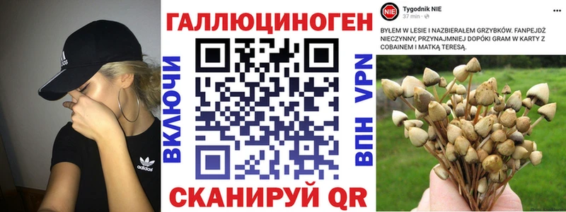 дарнет шоп  Таганрог  Псилоцибиновые грибы Psilocybine cubensis 